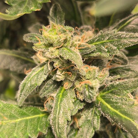 Auto Moon Rocks growlog timeline photo