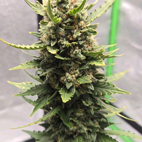 Auto Moon Rocks growlog timeline photo