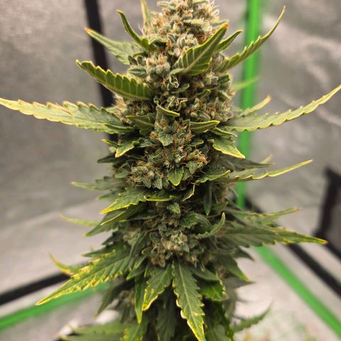 Auto Moon Rocks growlog timeline photo