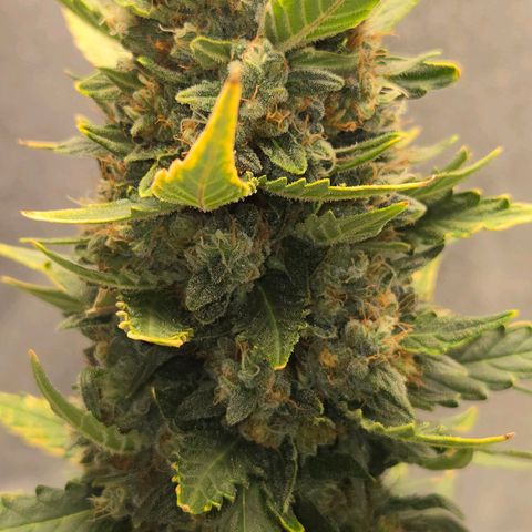 Auto Moon Rocks growlog timeline photo
