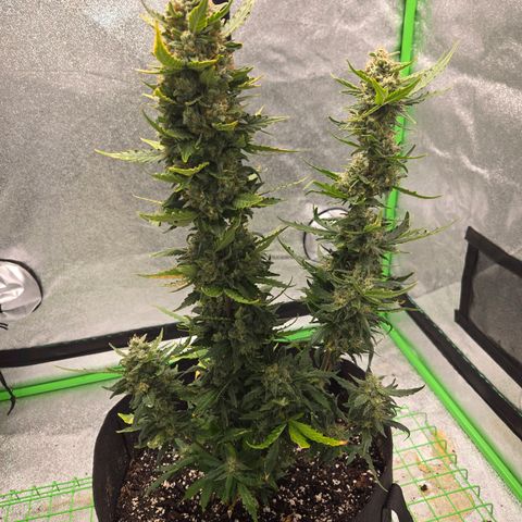 Auto Moon Rocks growlog timeline photo