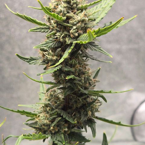 Auto Moon Rocks growlog timeline photo