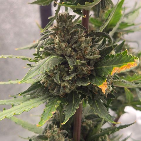 Auto Moon Rocks growlog timeline photo