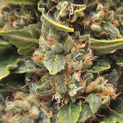 Auto Moon Rocks growlog timeline photo