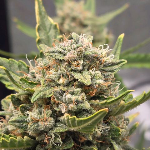 Auto Moon Rocks growlog timeline photo