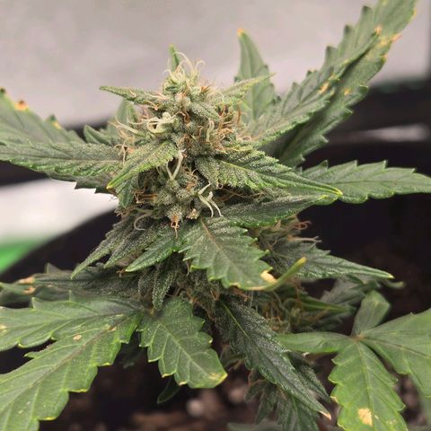 Auto Moon Rocks growlog timeline photo