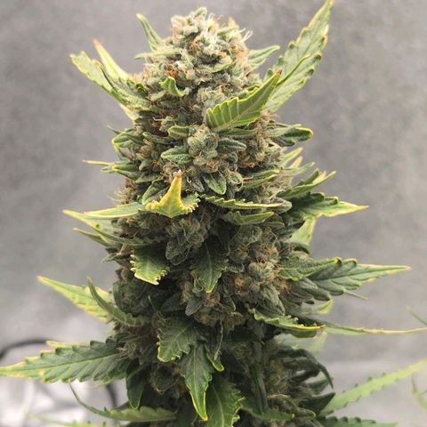 Auto Moon Rocks growlog timeline photo