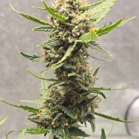 Auto Moon Rocks growlog timeline photo