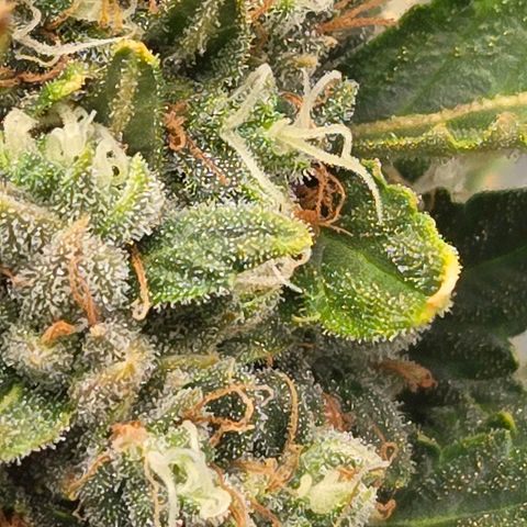 Auto Moon Rocks growlog timeline photo