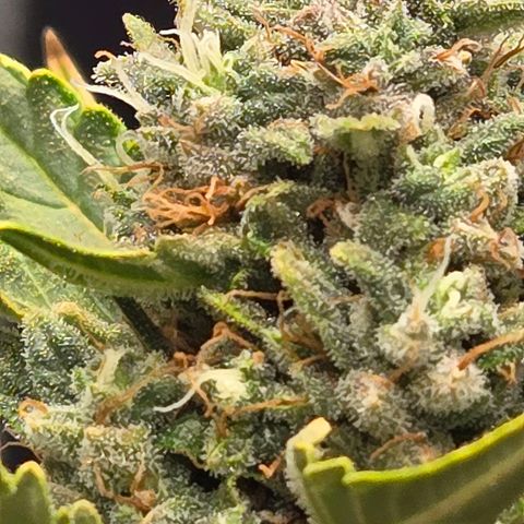 Auto Moon Rocks growlog timeline photo