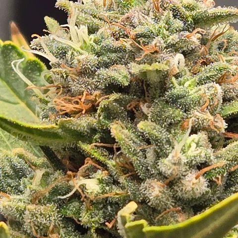 Auto Moon Rocks growlog timeline photo