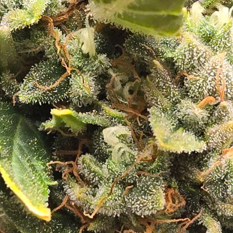 Auto Moon Rocks growlog timeline photo