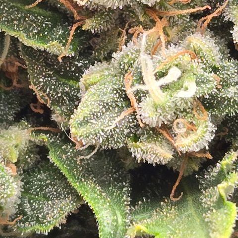 Auto Moon Rocks growlog timeline photo