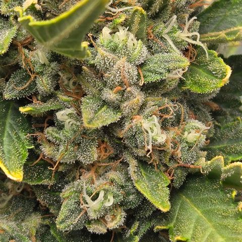 Auto Moon Rocks growlog timeline photo