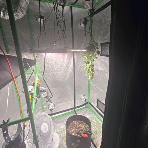 Auto Moon Rocks growlog timeline photo