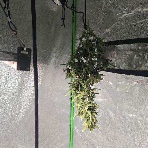Auto Moon Rocks growlog timeline photo