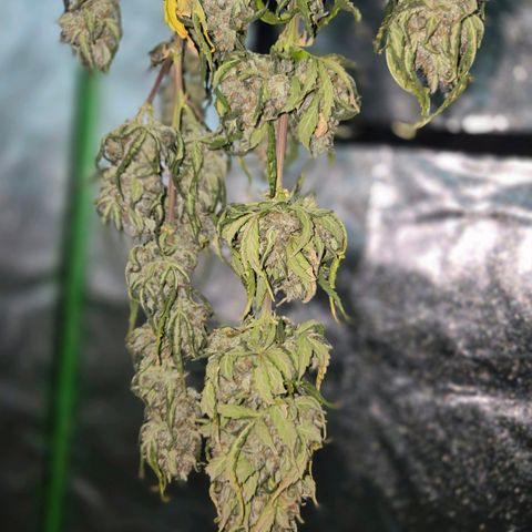 Auto Moon Rocks growlog timeline photo