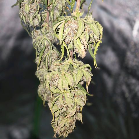 Auto Moon Rocks growlog timeline photo