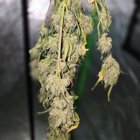 Auto Moon Rocks growlog timeline photo
