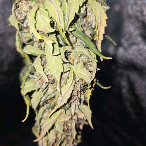 Auto Moon Rocks growlog timeline photo