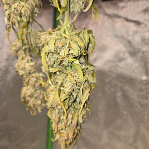 Auto Moon Rocks growlog timeline photo