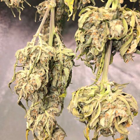 Auto Moon Rocks growlog timeline photo