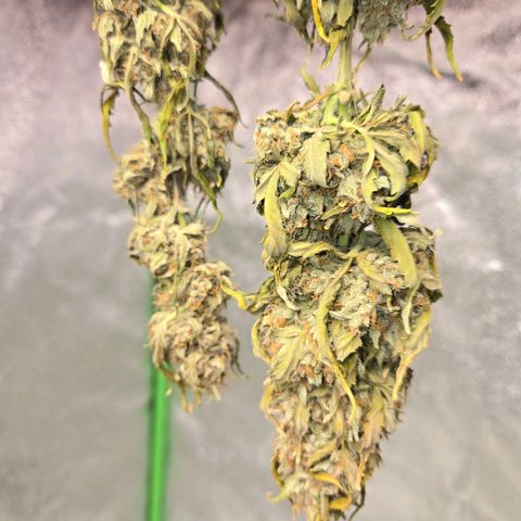 Auto Moon Rocks growlog timeline photo