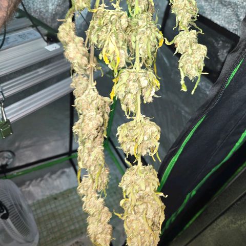 Auto Moon Rocks growlog timeline photo