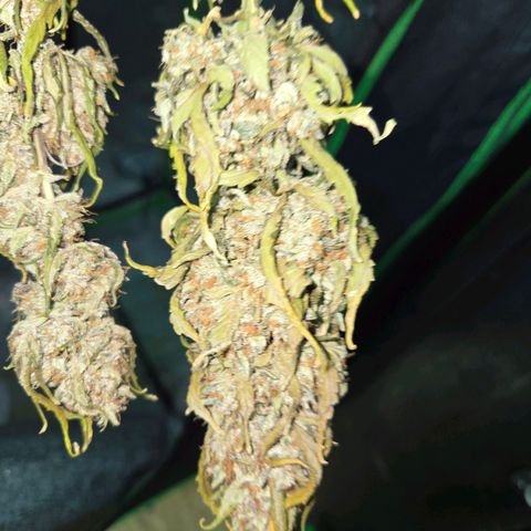 Auto Moon Rocks growlog timeline photo