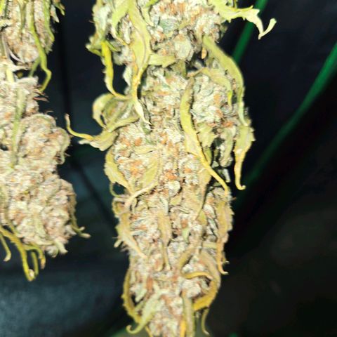 Auto Moon Rocks growlog timeline photo
