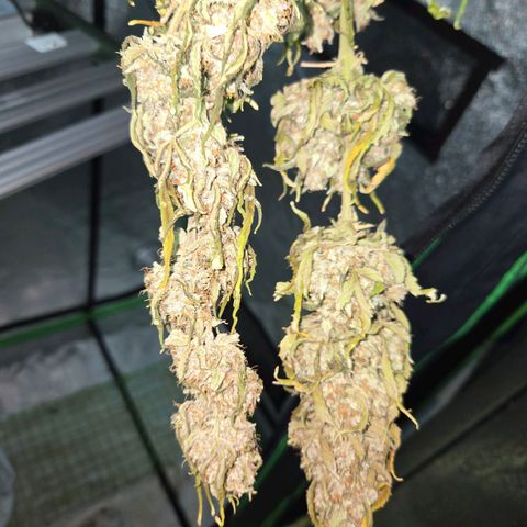 Auto Moon Rocks growlog timeline photo