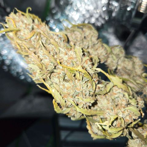 Auto Moon Rocks growlog timeline photo