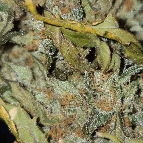 Auto Moon Rocks growlog timeline photo