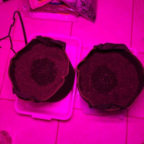 Zkittlez Auto  #2 growlog photo: Germinated in paper towel in 2 days
