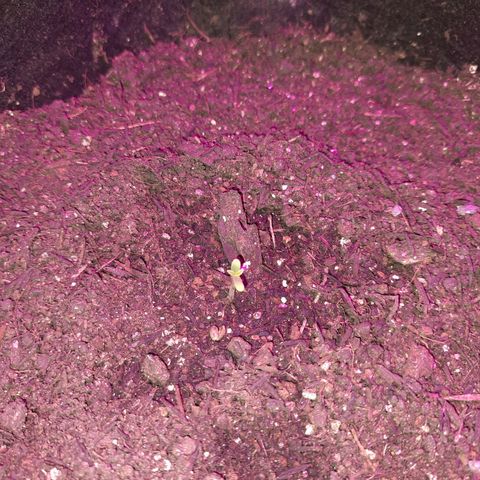 Zkittlez Auto  #2 growlog timeline photo