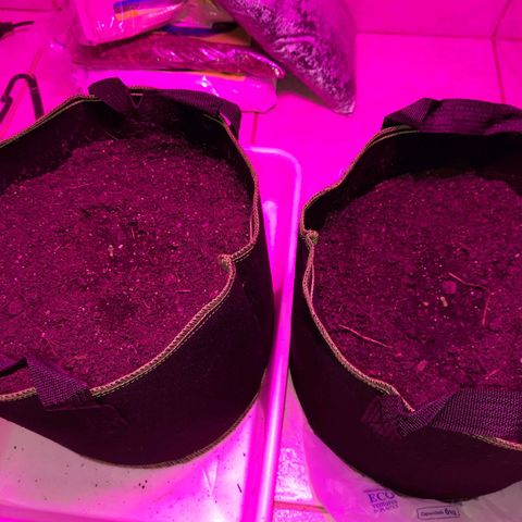 Zkittlez Auto  #2 growlog timeline photo