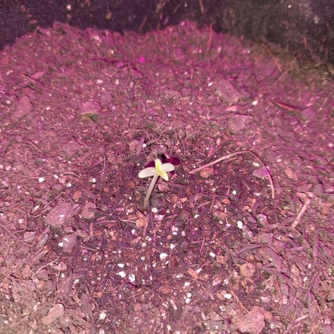 Zkittlez Auto  #2 growlog timeline photo