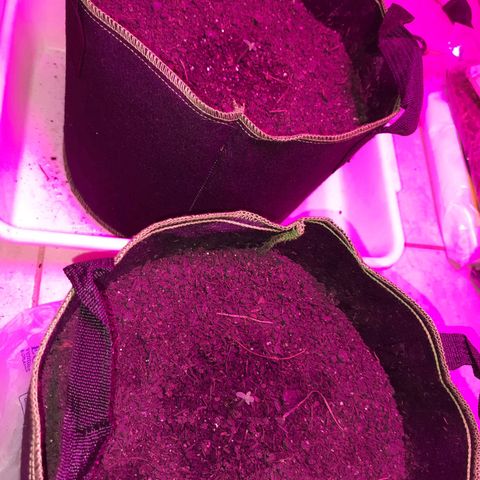 Zkittlez Auto  #2 growlog timeline photo