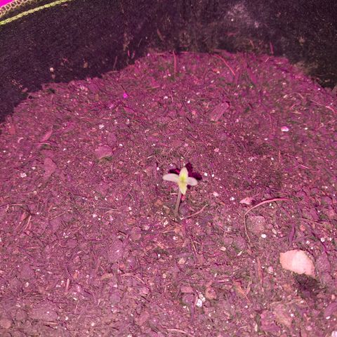 Zkittlez Auto  #2 growlog timeline photo