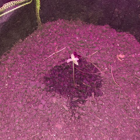 Zkittlez Auto  #2 growlog timeline photo