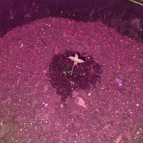 Zkittlez Auto  #2 growlog timeline photo