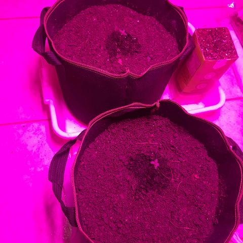 Zkittlez Auto  #2 growlog timeline photo