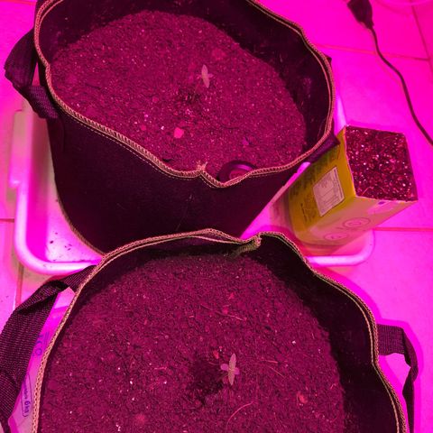Zkittlez Auto  #2 growlog timeline photo