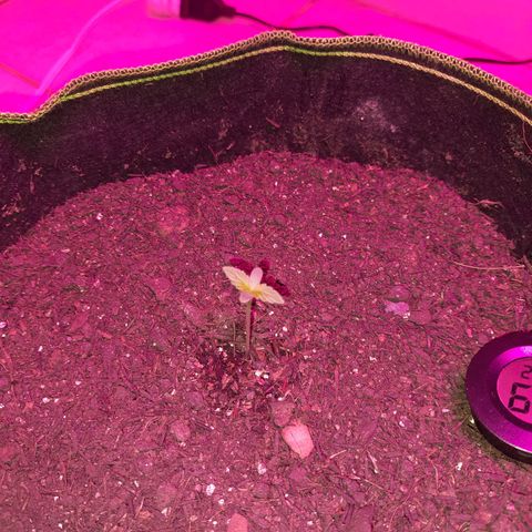 Zkittlez Auto  #2 growlog timeline photo