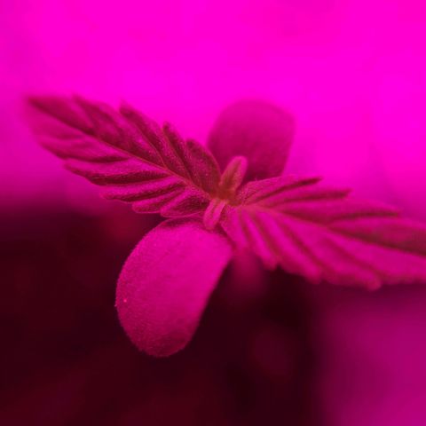 Zkittlez Auto  #2 growlog timeline photo