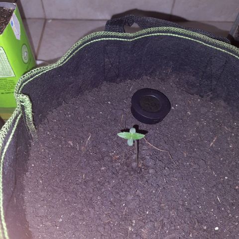 Zkittlez Auto  #1 growlog timeline photo