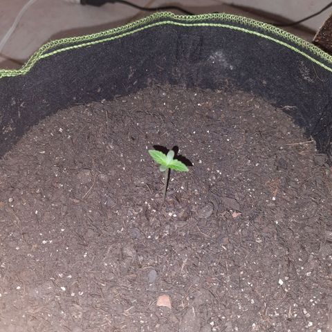 Zkittlez Auto  #2 growlog timeline photo