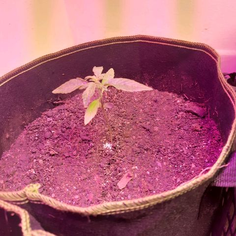 Zkittlez Auto  #2 growlog timeline photo