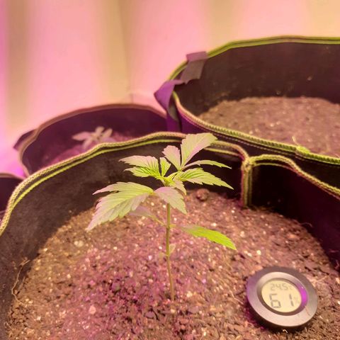 Zkittlez Auto  #2 growlog timeline photo
