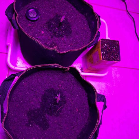 Zkittlez Auto  #2 growlog timeline photo
